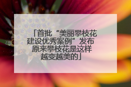 首批“美丽攀枝花建设优秀案例”发布 原来攀枝花是这样越变越美的